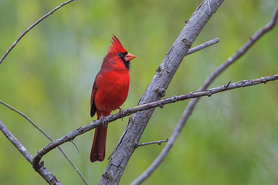 Northern Cardinal Photograph by Ronnie Maum