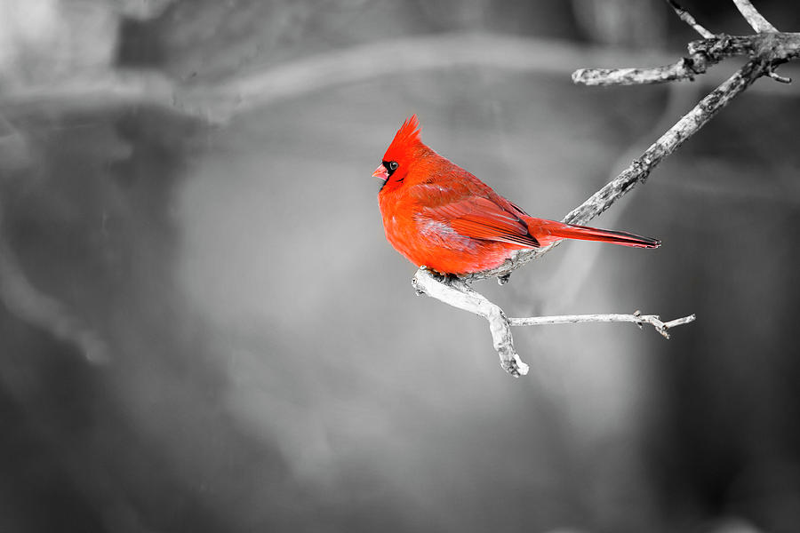 Northern Cardinal Selective Colour Photograph by Gary Hall
