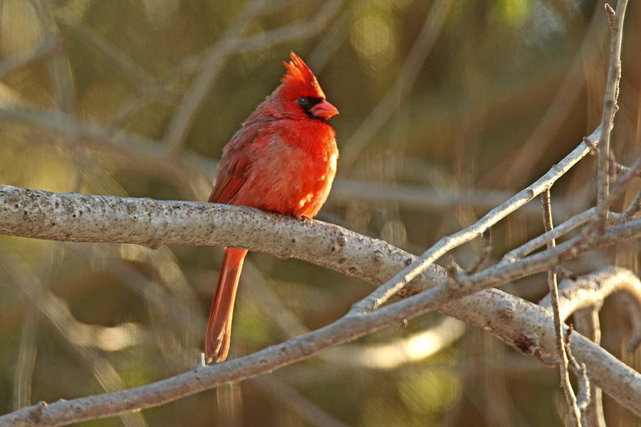 Northern Cardinal Songbird - Cardinalis cardinals #1 Photograph by Carol Senske