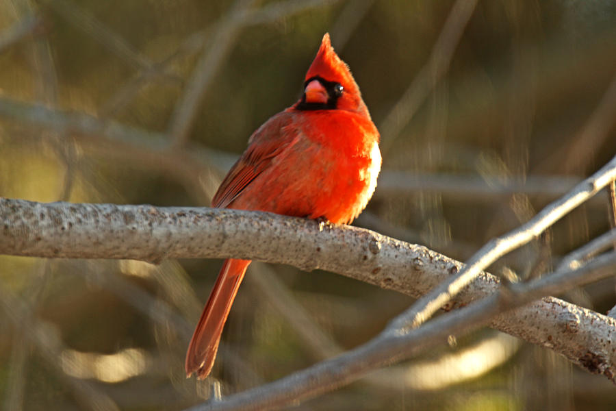 Northern Cardinal Songbird  - Cardinalis cardinals #2 Photograph by Carol Senske