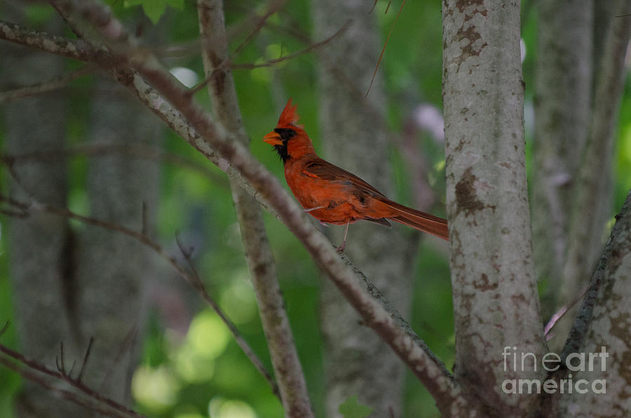 Northern Cardinal Songbird Photograph