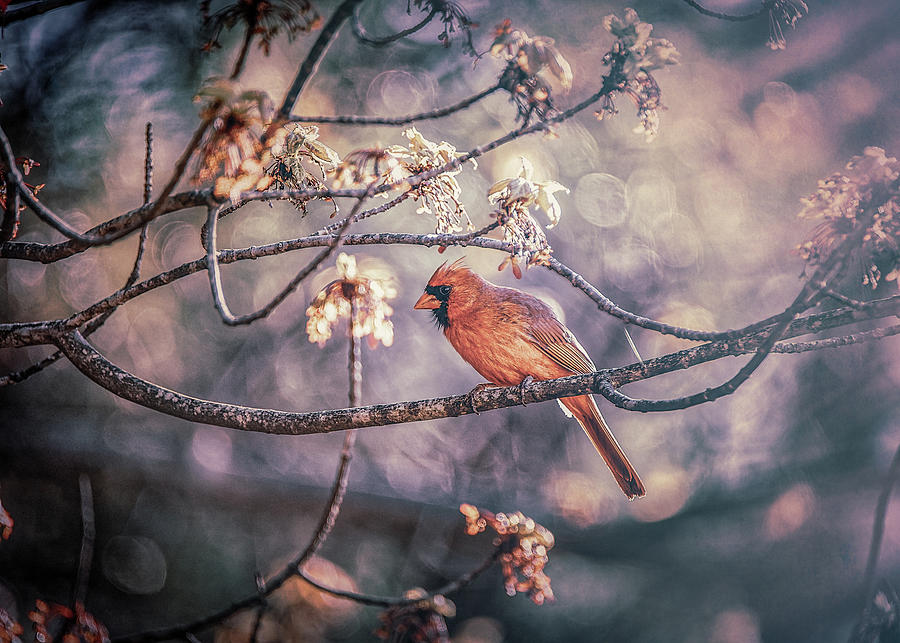 Northern Cardinal Spring Photograph by Bob Orsillo