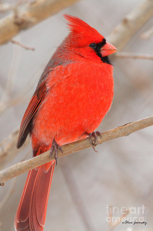 Northern Cardinal Photograph by Steve Javorsky