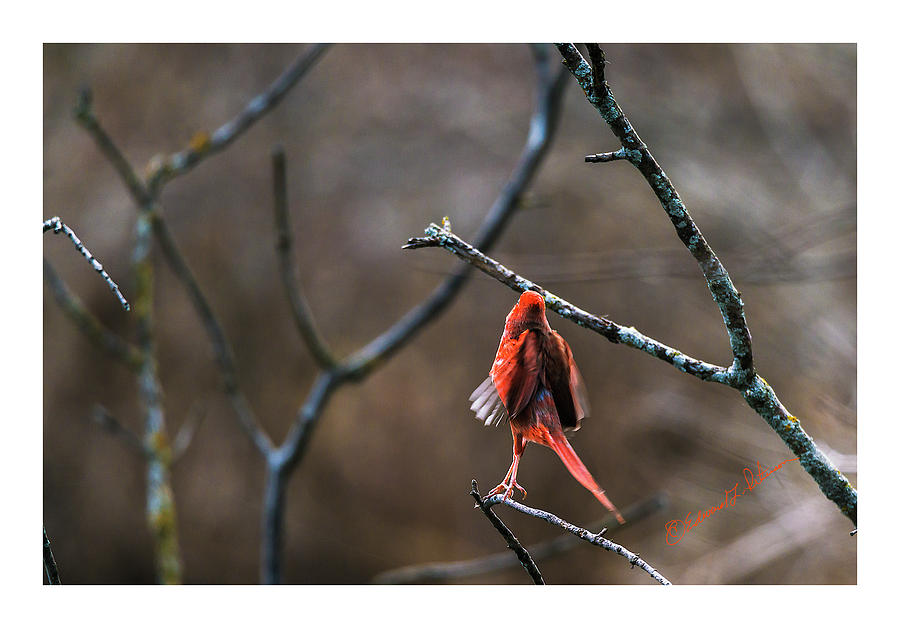 Northern Cardinal Taking Flight Photograph by Ed Peterson