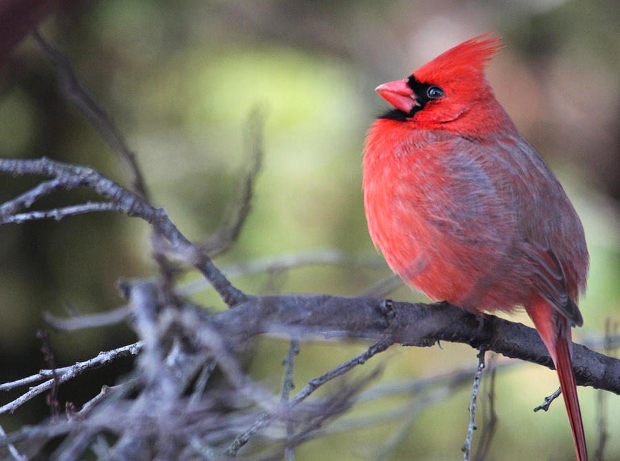 Northern Cardinal Photograph by Trina Ansel