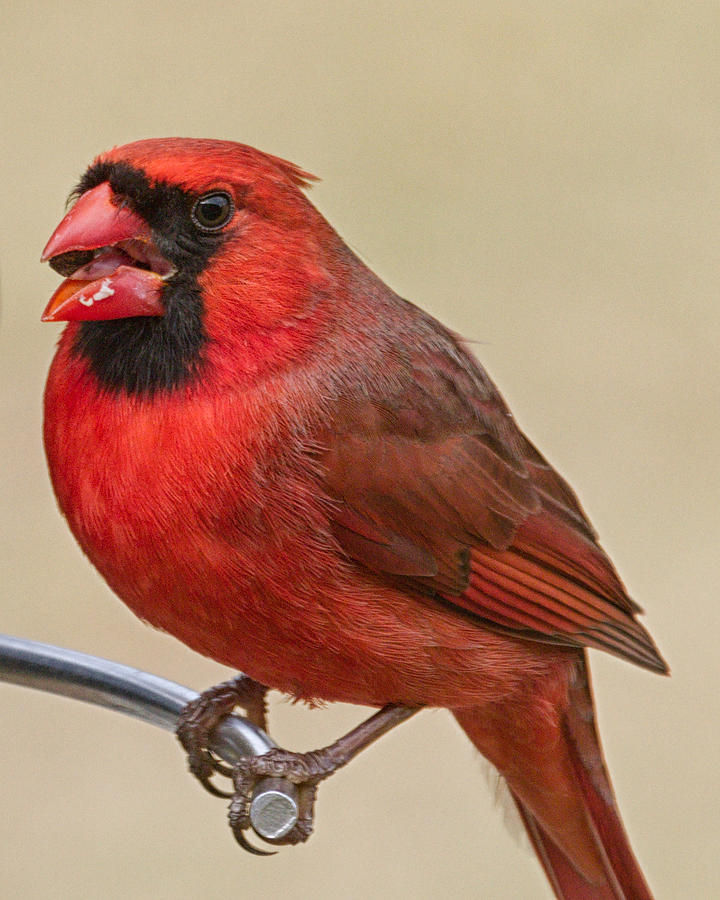 Northern Cardinal with Snack Photograph by Brian Caldwell