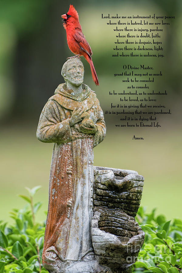 Northern Cardinal with St. Francis Prayer Photograph by Bonnie Barry