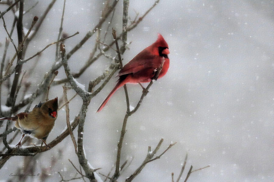 Northern Cardinals In A Snowstorm Photograph by Sandra Huston