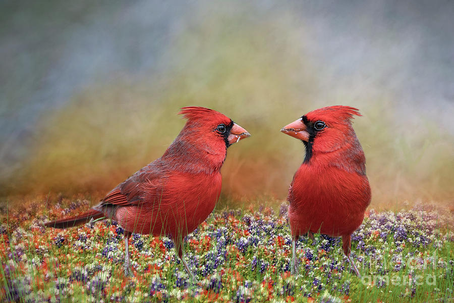 Northern Cardinals in Sea of Flowers Photograph by Bonnie Barry