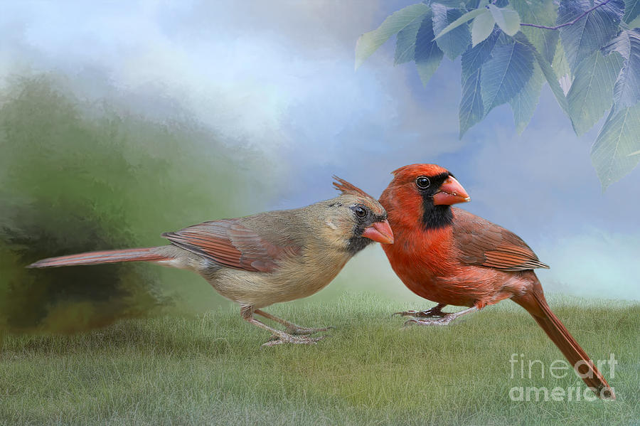 Northern Cardinals on a Spring Day Photograph by Bonnie Barry