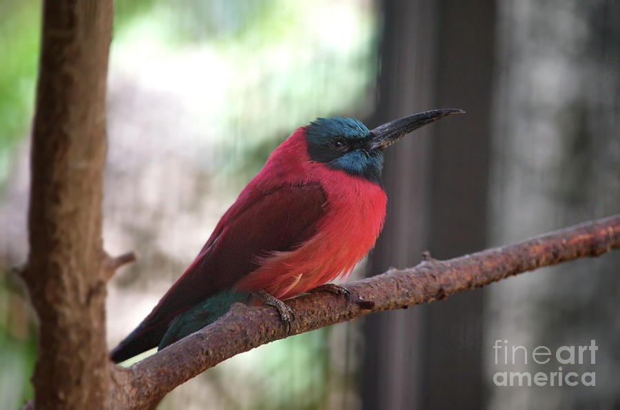 Northern carmine bee-eater Photograph by Michelle Meenawong