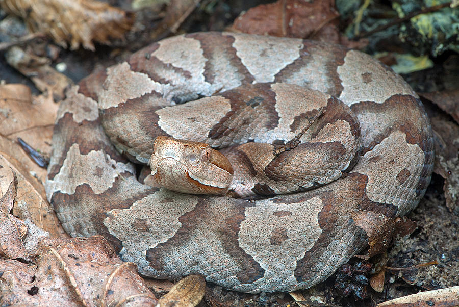 Northern Copperhead Photograph by Derek Thornton | Fine Art America