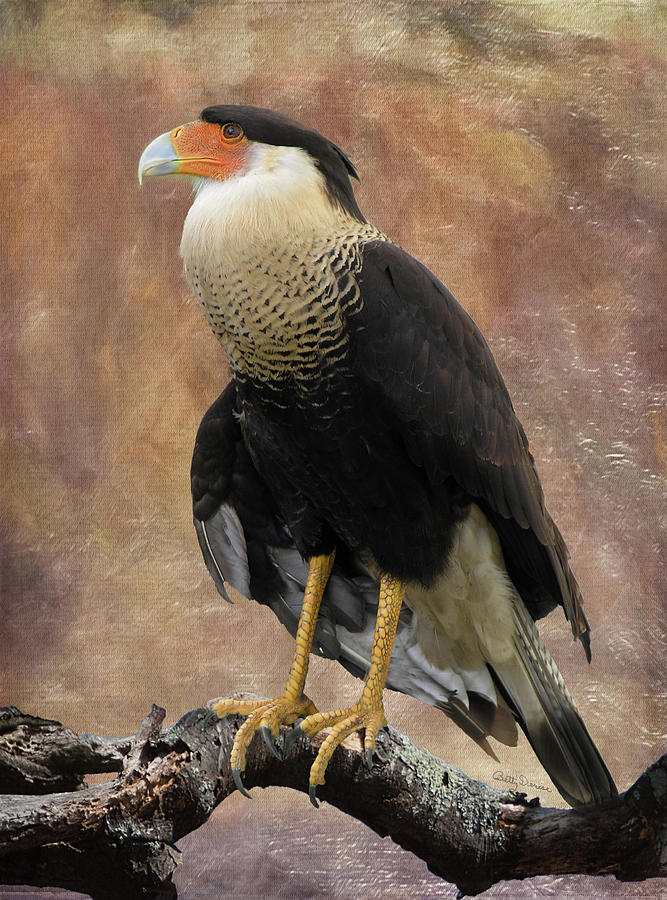 Bird Photograph - Northern Crested Caracara at Sunset by Betty Denise