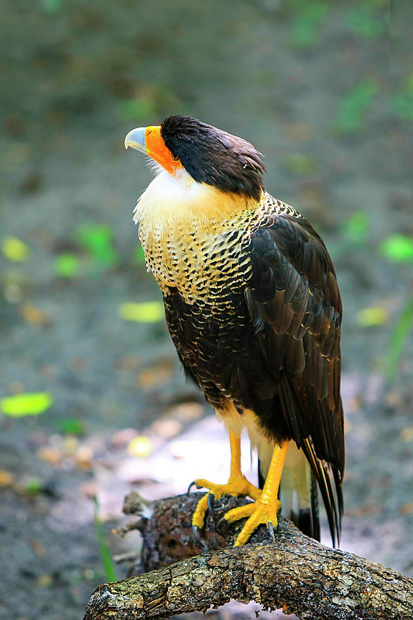  Northern Crested Caracara Photograph by Chris Smith