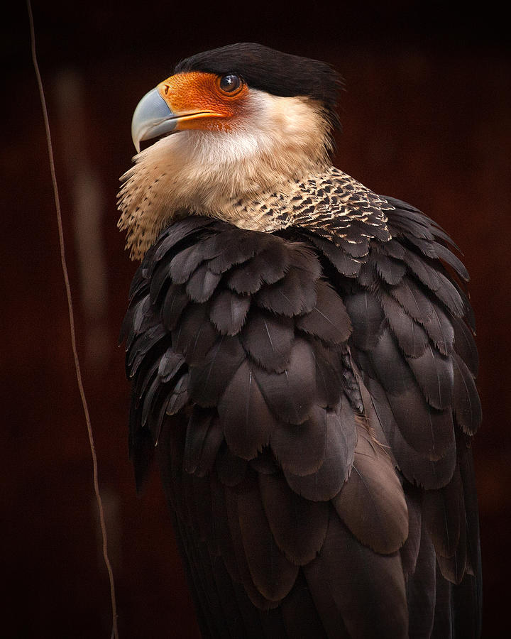 Northern-crested Caracara Photograph by Stephen Dennstedt