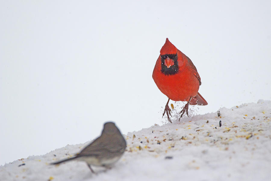 Cardinal Photograph - Northern Dancer - Northern Cardinal - Cardinalis cardinalis by Spencer Bush