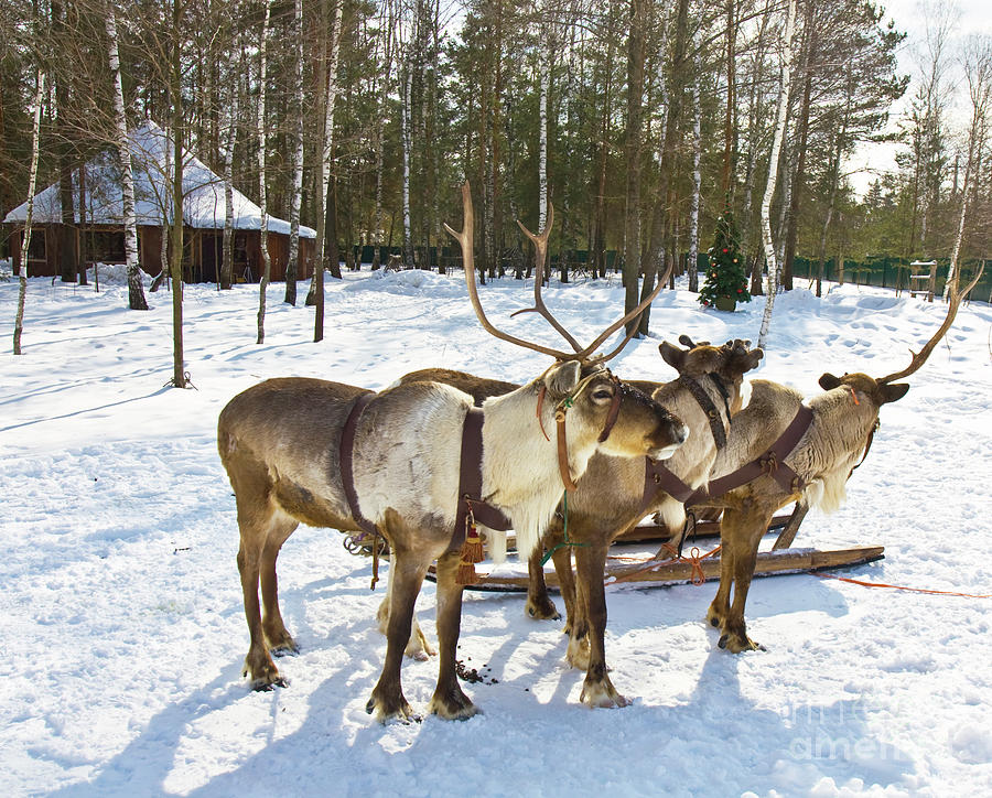 Northern deers Photograph by Irina Afonskaya