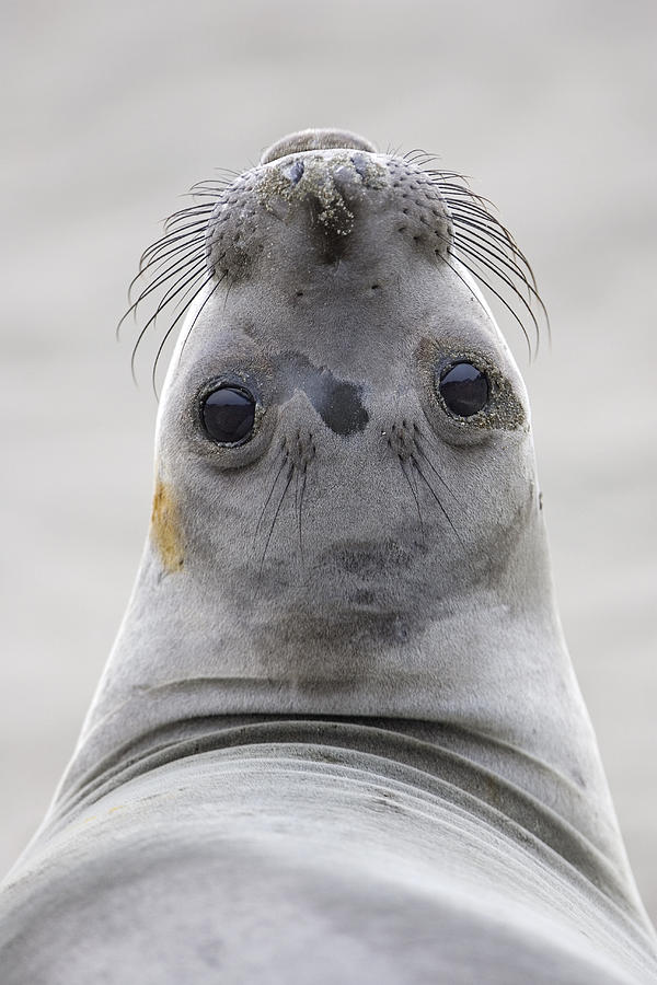 Northern Elephant Seal Looking Back Photograph by Ingo Arndt