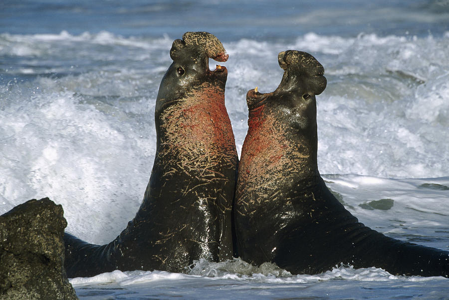 Aggression Photograph - Northern Elephant Seal Males Fighting by Tim Fitzharris
