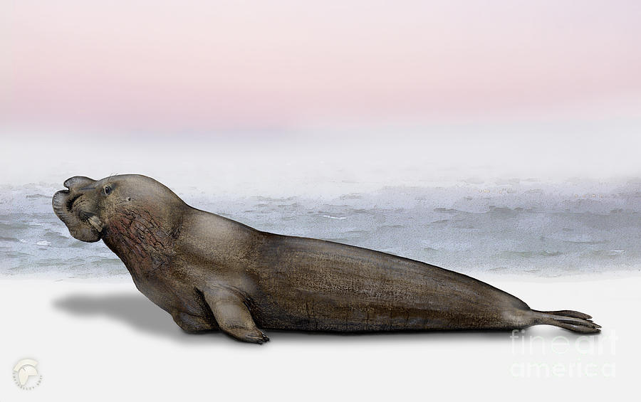 Northern Elephant Seal Mirounga Angustirostris Male - Marine Mammal - Seeelefant Painting
