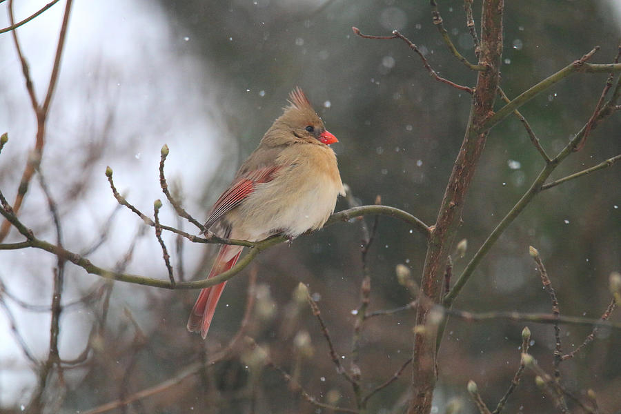 Northern Female Cardinal Photograph by Living Color Photography Lorraine Lynch