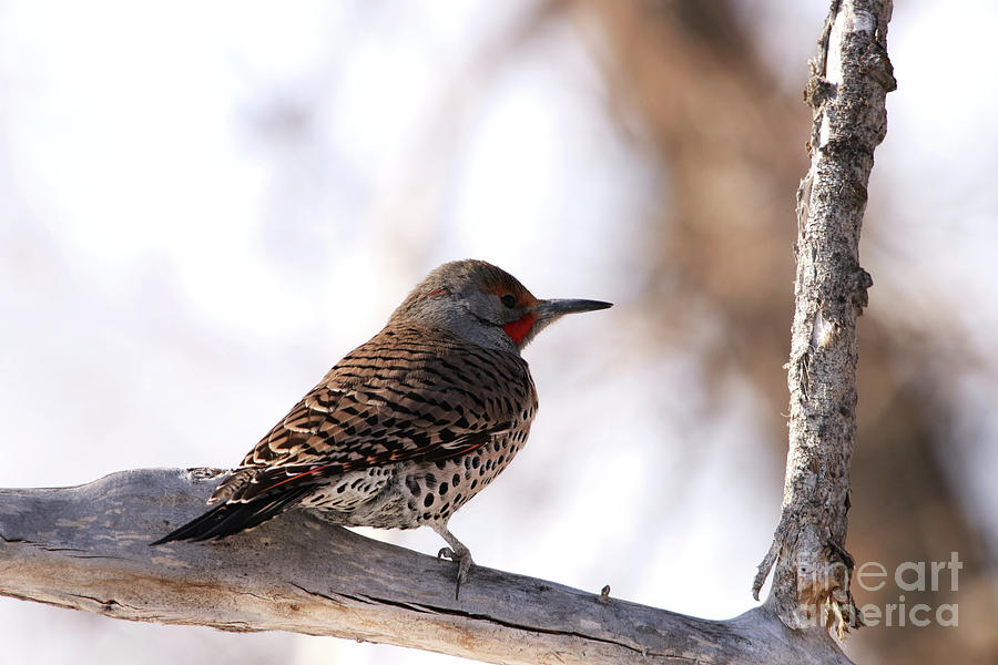 Northern Flicker Photograph by Alyce Taylor
