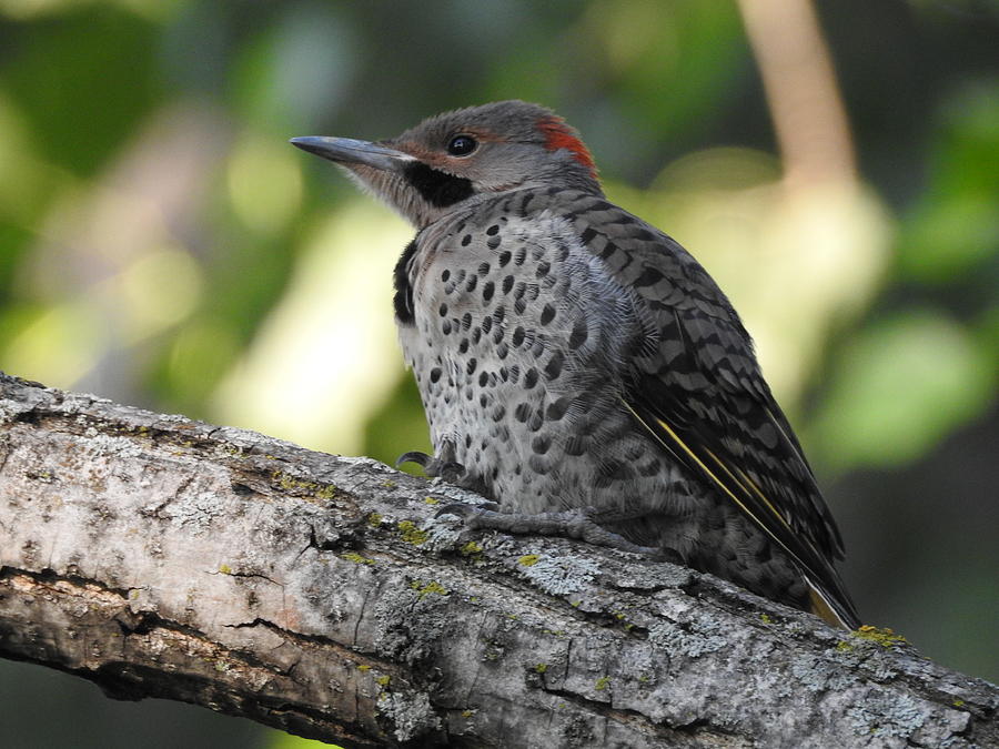Northern Flicker Photograph by Betty-Anne McDonald