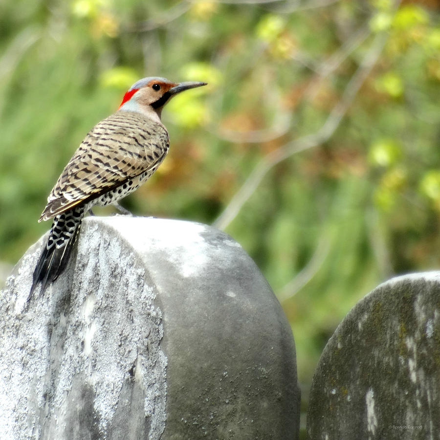 Animal Photograph - Northern Flicker by Dark Whimsy