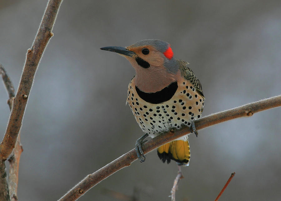 Woodpecker Photograph - Northern Flicker by Bruce J Robinson
