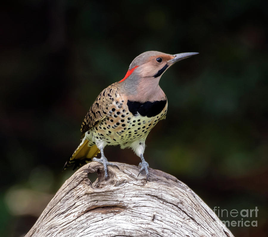 Northern Flicker Photograph by DB Hayes