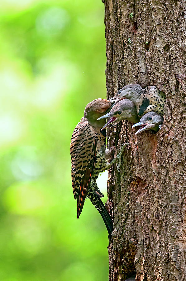 Spring Photograph - Northern Flicker Family by Sharon Talson