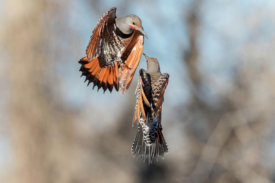 Northern Flicker Fight Photograph by Tony Hake
