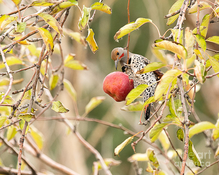 Northern Flicker in Apple Tree Photograph by Dennis Hammer