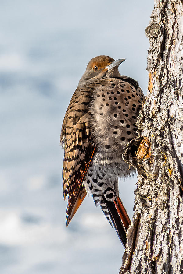 Northern Flicker In Winter Photograph by Yeates Photography