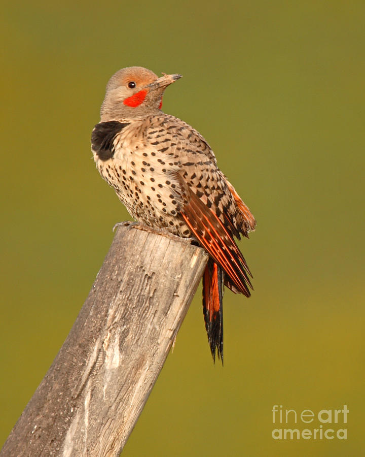 Northern Flicker Looking Back Photograph by Max Allen