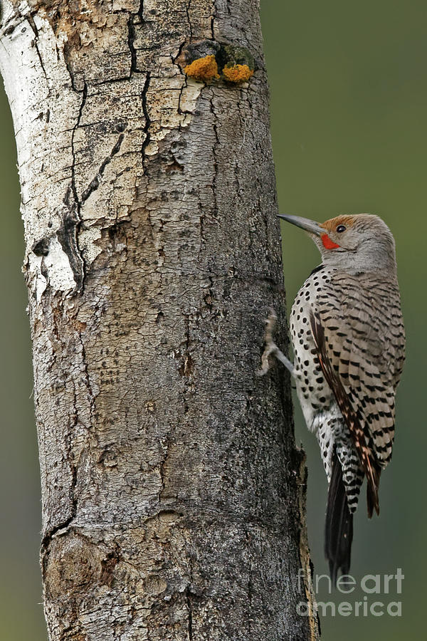 Northern Flicker Photograph by Natural Focal Point Photography | Fine ...