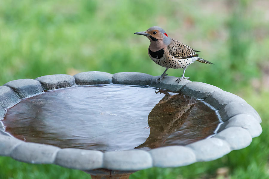 Northern Flicker Reflection New Jersey Photograph by Terry DeLuco