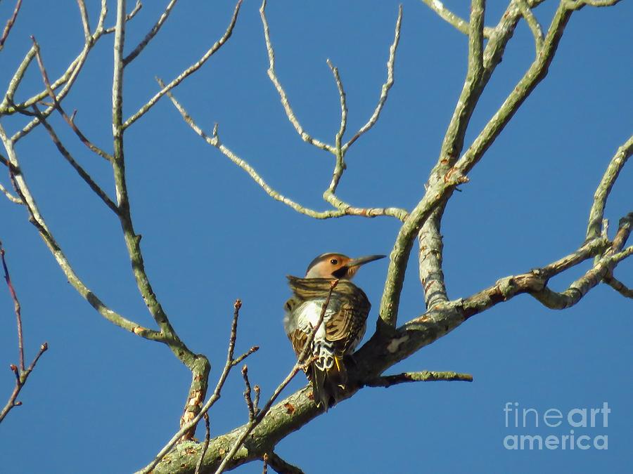 Woodpecker Photograph - Northern Flicker by Rrrose Pix