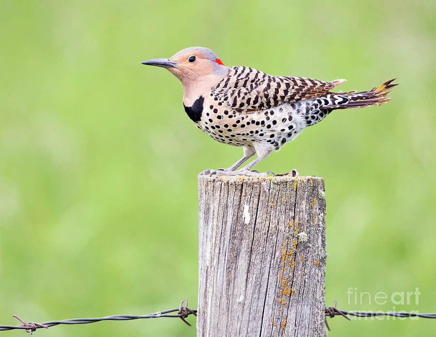 Northern Flicker Photograph by Shannon Carson