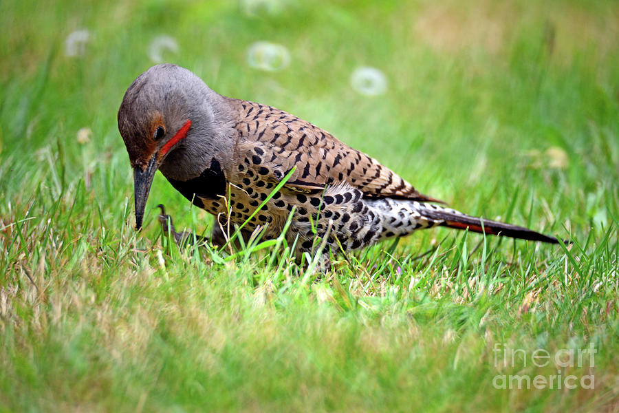 Bird Photograph - Northern Flicker  by Terry Elniski
