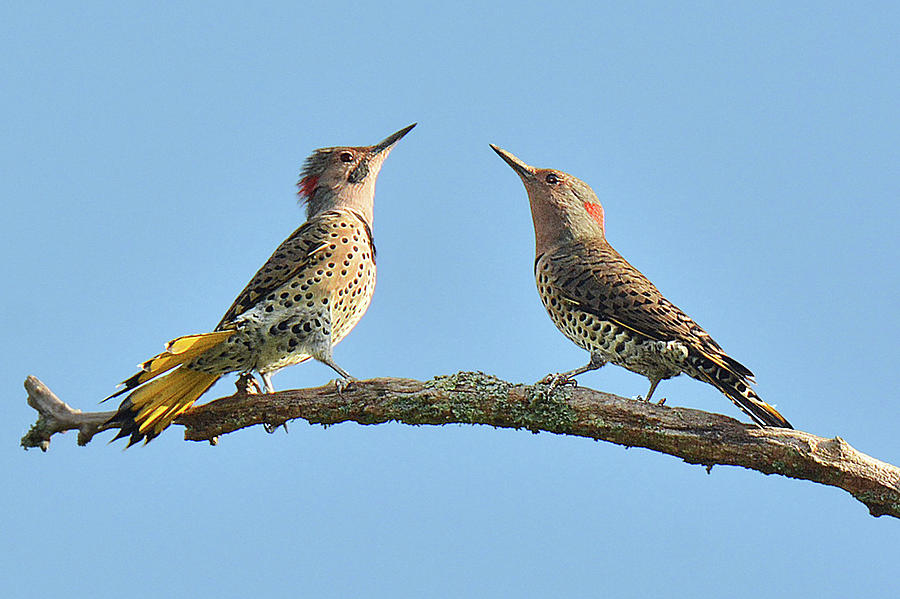 Northern Flickers Photograph by Alan Lenk