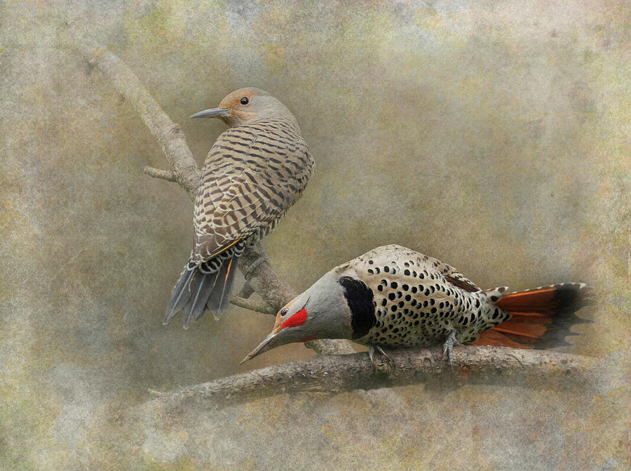 Northern Flickers Photograph by Angie Vogel