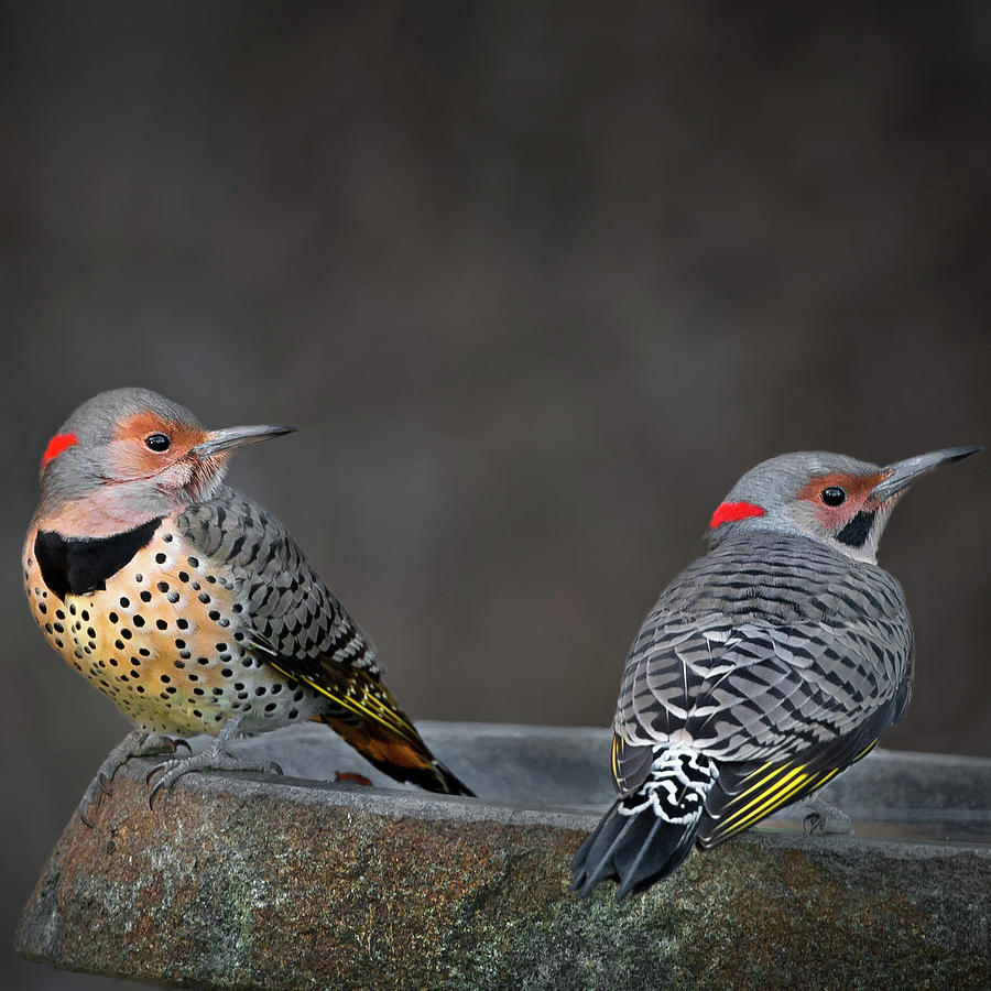 Northern Flickers Square Photograph by Bill Wakeley