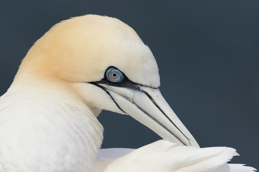 Northern Gannet at Troup Head - Scotland by Karen Van Der Zijden Northern Gannet at Troup Head - Scotland by Karen Van Der Zijden