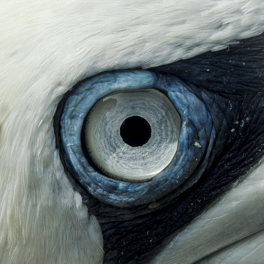 Northern Gannet Eye Photograph by Ian Johnson