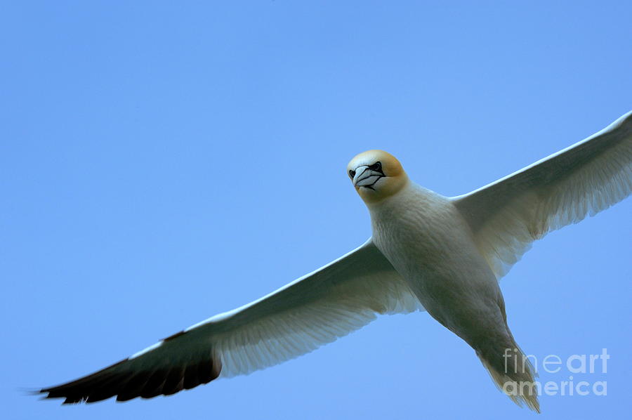 Northern Gannet flying through blue skies Photograph by Sami Sarkis Photography Northern Gannet flying through blue skies Photograph by Sami Sarkis Photography