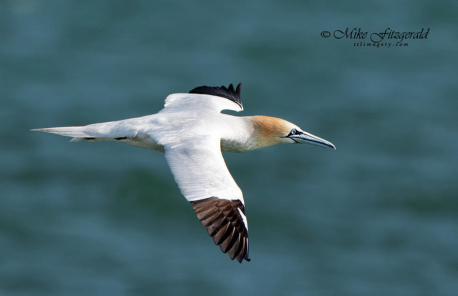 Northern Gannet by Mike Fitzgerald Northern Gannet by Mike Fitzgerald