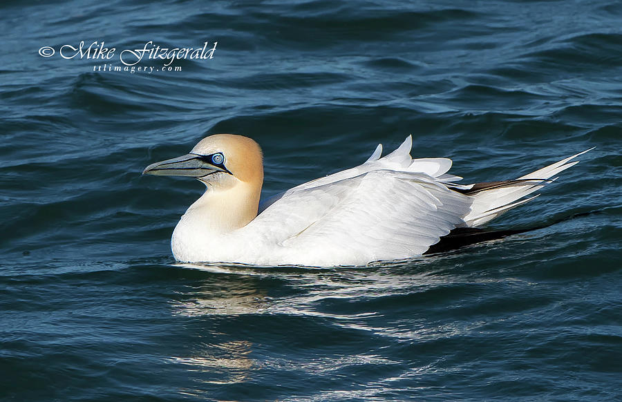 Northern Gannet on the Water by Mike Fitzgerald Northern Gannet on the Water by Mike Fitzgerald