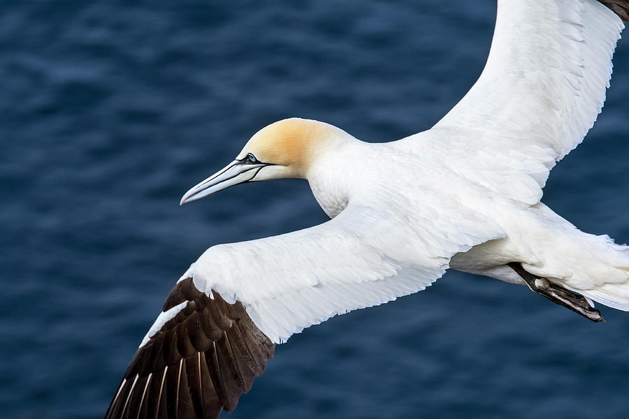 Northern Gannet Soaring over Ocean Photograph by Arterra Picture Library