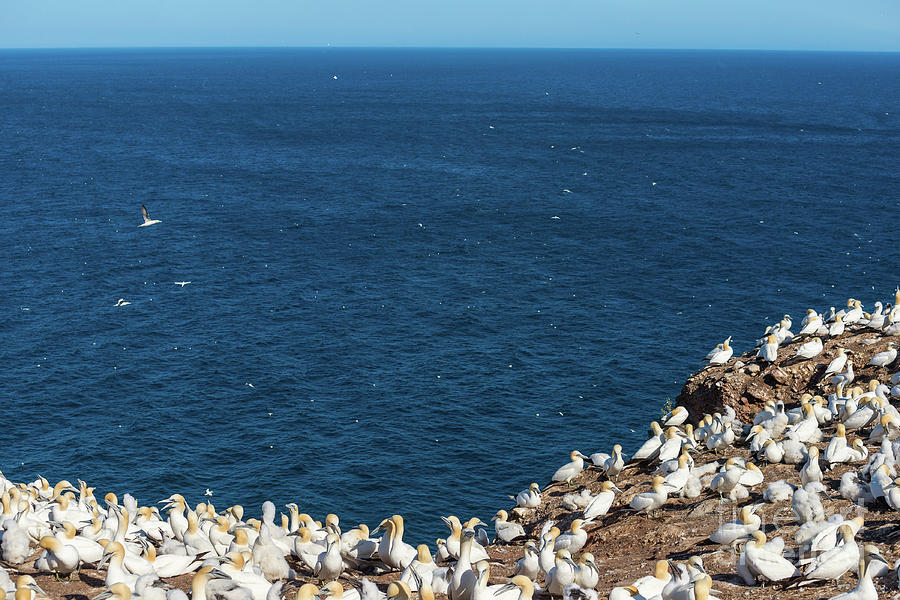 Northern Gannets At The Cliff Edge Photograph by Les Palenik